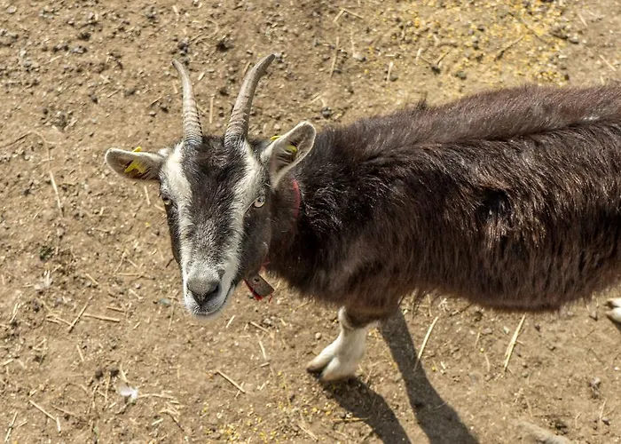 Appartement Historische Muehle Vogelsang