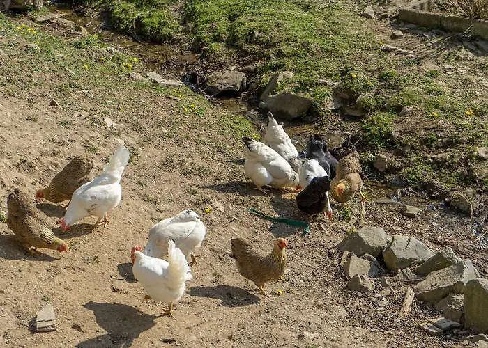 Historische Muehle Vogelsang * Brodenbach